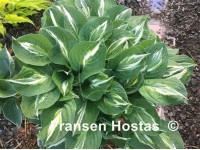 Hosta 